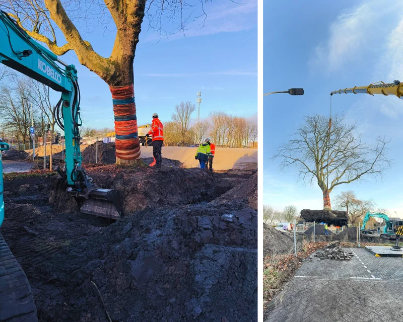 Video - Duurzame verplaatsing eerste plataan Eilanden van Hain