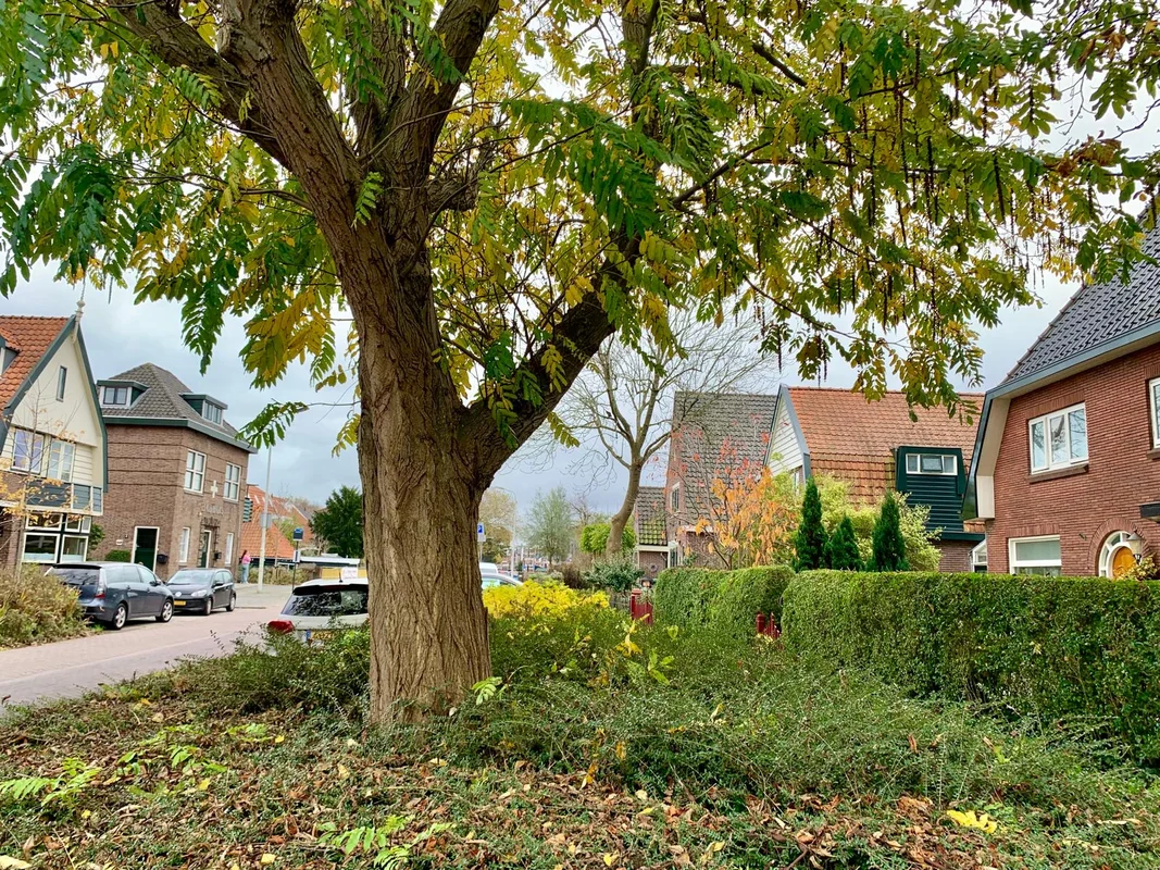 Groene wijken verhogen gezondheid en welzijn bewoners